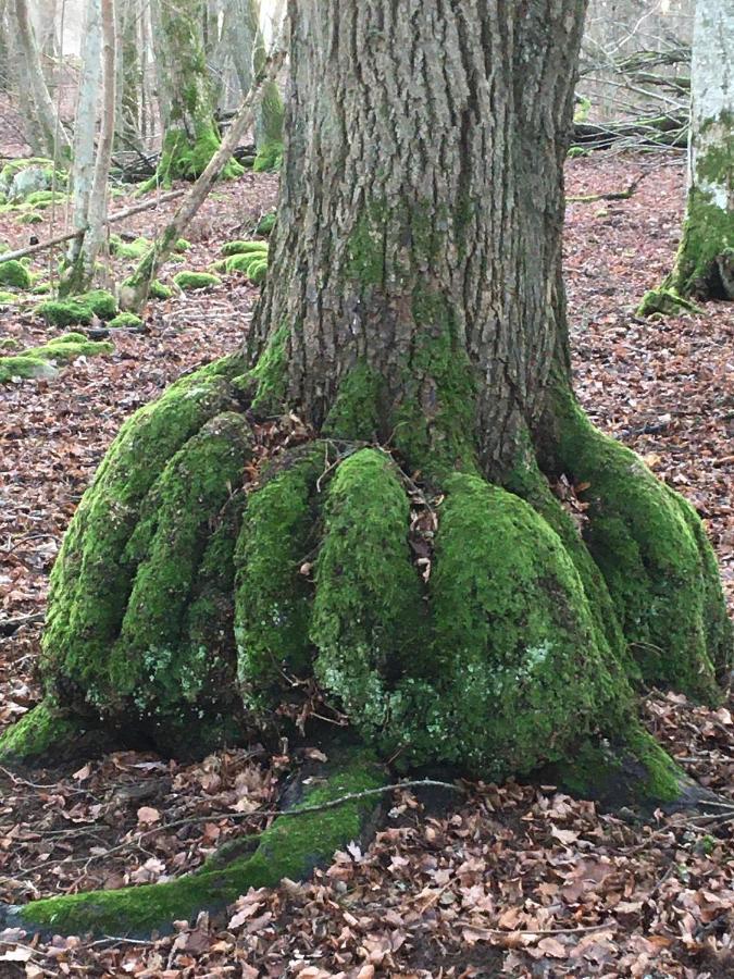 Liten Stuga Mitt I Naturen Pa Kinnekulle Hallekis Exterior photo